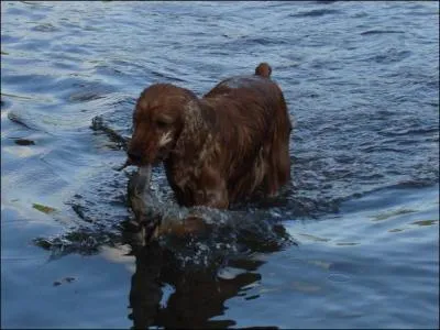 Dans son  Livre de la chasse , Gaston Phbus, comte de Foix, cite les anctres des cockers actuels. Comment les dsignait-il ?