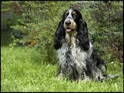 Comment ce chien fit-il son apparition en Angleterre ?