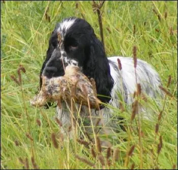 Quel est l'origine du nom  cocker  ?