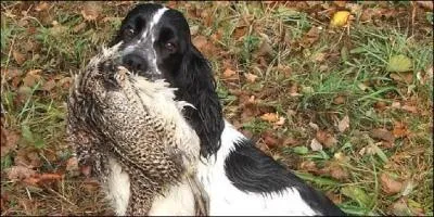 Le cocker a besoin de pouvoir se retourner vite et n'a pas peur des ronces, il furte sans cesse et lorsqu'il dbusque une proie ne la lche pas. Comment les chasseurs appellent-ils ce comportement ?