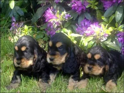 Devenu chien de compagnie, que peine-t-il beaucoup  supporter ?