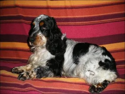 Jusqu' quel ge pouvez-vous esprer garder votre compagnon ?