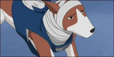 Dans "Naruto", quel est le nom de ce chien ninken de Kakashi ?
