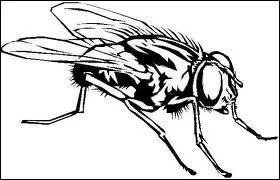 Cette image vous fait penser  :