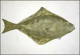 Cette image vous fait penser  :