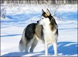 Cette image vous fait penser  :