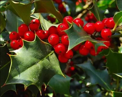 Et le houx, l'un des symboles de Nol, comment le traduit-on en anglais ?