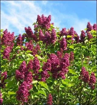 Et le lilas ?