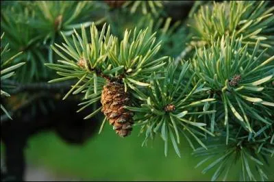 Comment traduit-on le mot pin en anglais, dont le nom voque la traduction d'ananas dans la mme langue ?