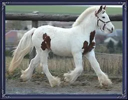 Cette robe est compose de 2 couleurs...