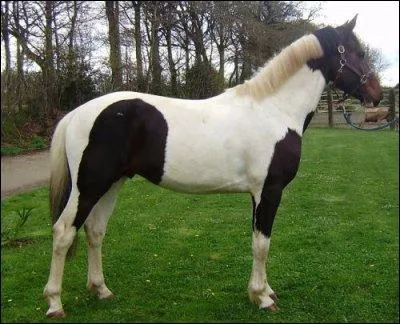 Et celle-l, elle est bizarre non ?