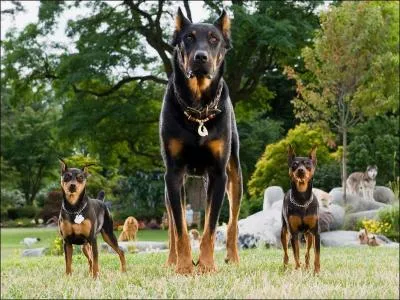 Quelle est cette race de chien ? (les trois chiens)