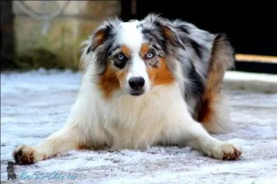 Quelle est cette race de chien ?