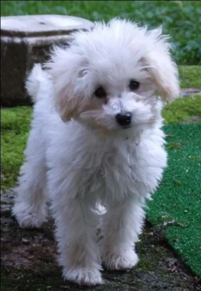 Quelle est cette race de chien ?