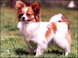 Quelle est cette race de chien ?