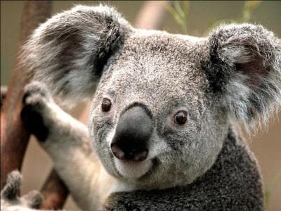 Est-ce que les koalas boivent ?