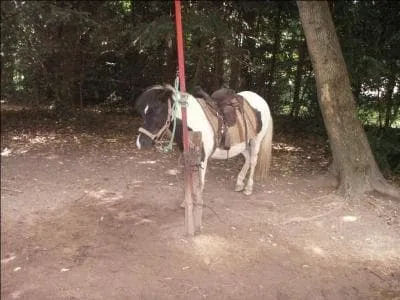 Les poneys sont plutt pour...