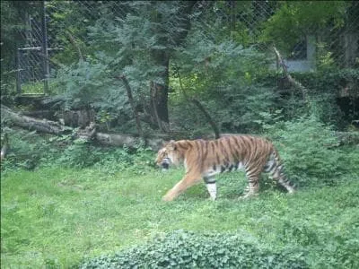 A quoi sert leur camouflage ?