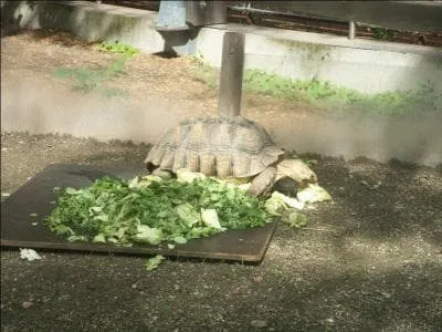 Combien d'annes peut vivre une tortue ?