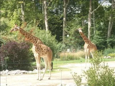 Combien mesure la langue d'une girafe