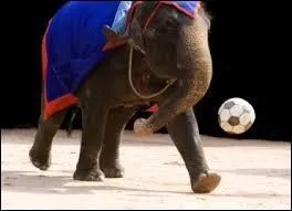 Jouons au football ! Il s'agit d'un manga sportif extrmement connu,  Captain Tsubasa . Mais quel est le nom franais de la srie ?