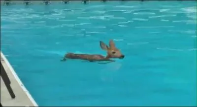 Rendez-vous aux thermes ! Il s'agit d'un manga original qui raconte l'histoire d'un architecte de l'empire romain qui remonte le temps pour se retrouver au XXIme sicle :