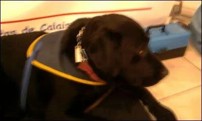 Quelle est sa race ?