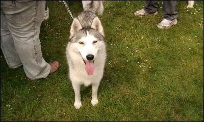 Quelle est sa race ?