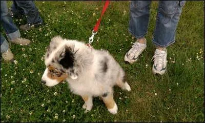 Quelle est sa race ?