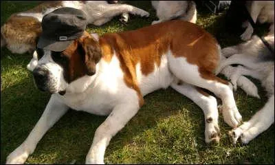 Quelle est sa race ?