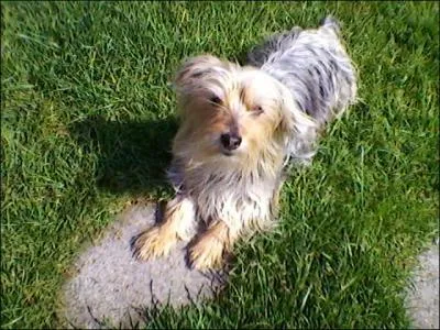 Quelle est sa race ?