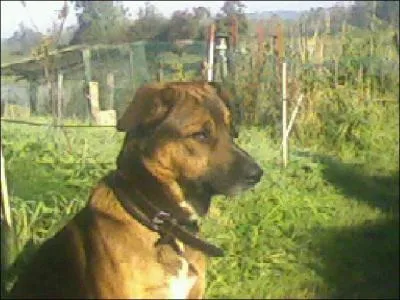 Quelle est sa race ?