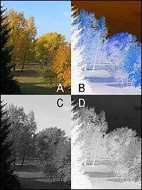 Il photographiait en :