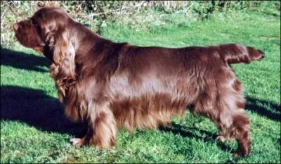 Quelle est cette race de chien ?