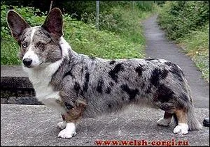 Quelle est cette race de chien ?