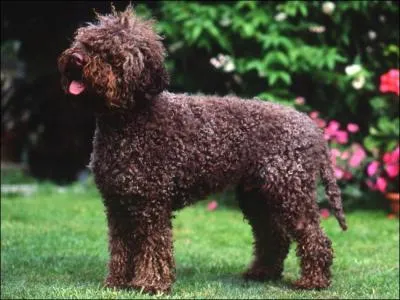 Quelle est cette race de chien ?