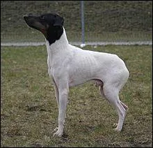 Quelle est cette race de chien ?