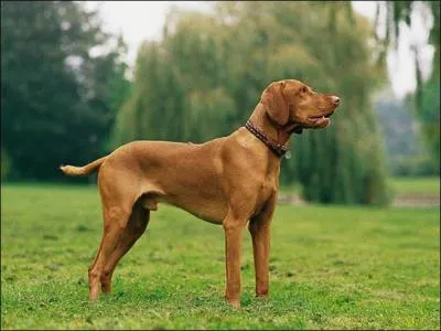 Quelle est cette race de chien ?