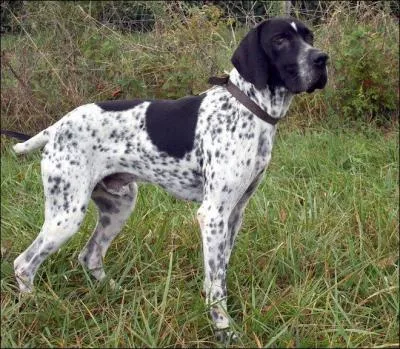 Quelle est cette race de chien ?