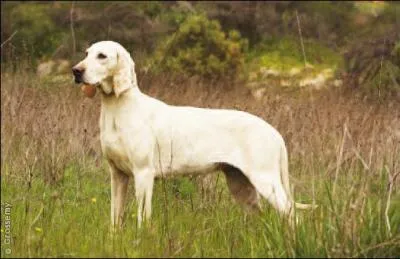 Quelle est cette race de chien ?