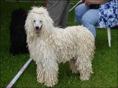 Quelle est cette race de chien ?