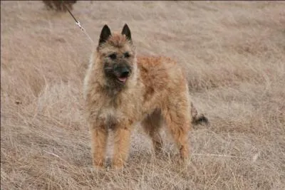 Quelle est cette race de chien ?