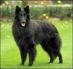 Quelle est cette race de chien ?