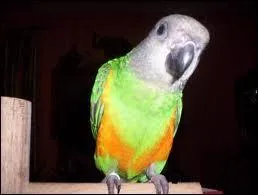 ''Youyou'' est un mot de six lettres, uniquement constitué de voyelles. Quel mot n'a rien à voir avec youyou ?