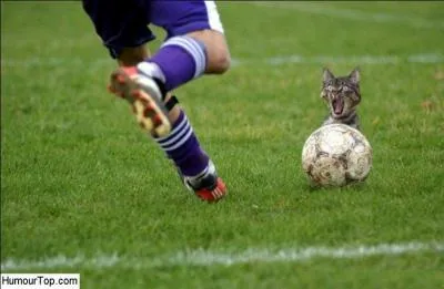 Attention au chat ! Quelle nation est l'actuelle tenante du titre de championne du monde ?