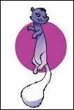 Comment s'appelle ce furet fantme ?