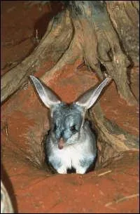 On fini avec un mignon, c'est un marsupial avec de grandes oreilles, endmique d'Australie, qui es-t-il ?
