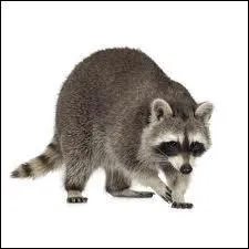 Il vit en amrique du nord et est omnivore de la famille des Procyonids qui est-il ?