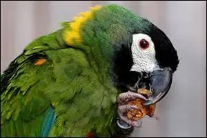 Oiseau de la famille des psittasids (Perroquets) qui est-il ?