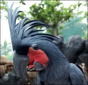 Psittacid  huppe endmique d'Australie, il est le plus grand de son ordre (les cacatuids) qui est-il ?